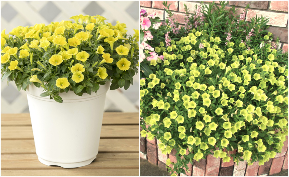 ペチュニア　YES! シリーズ<