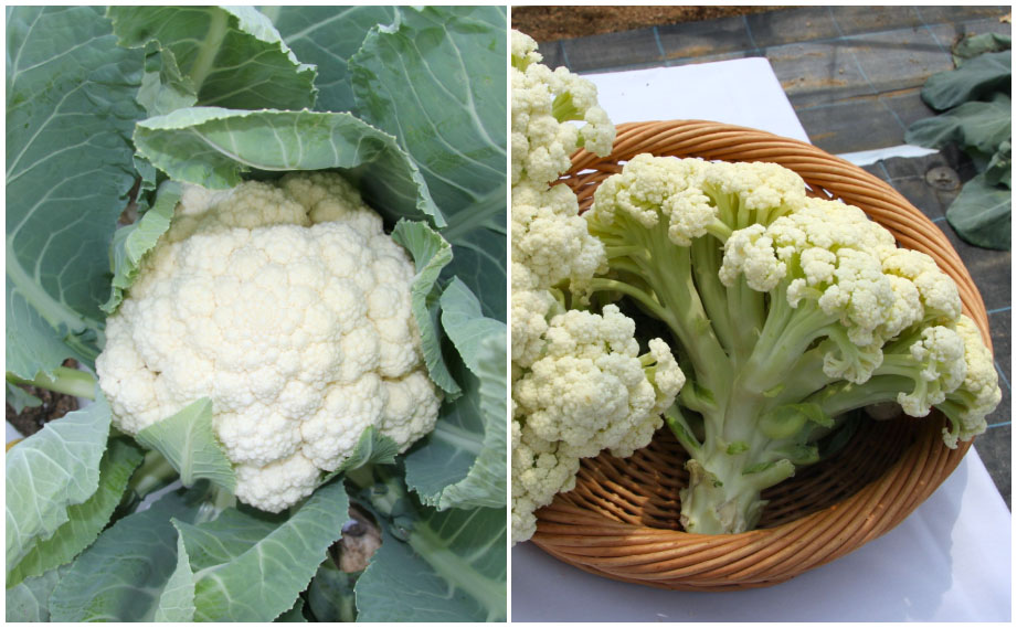 カリフラワー　ゆきのこ65<