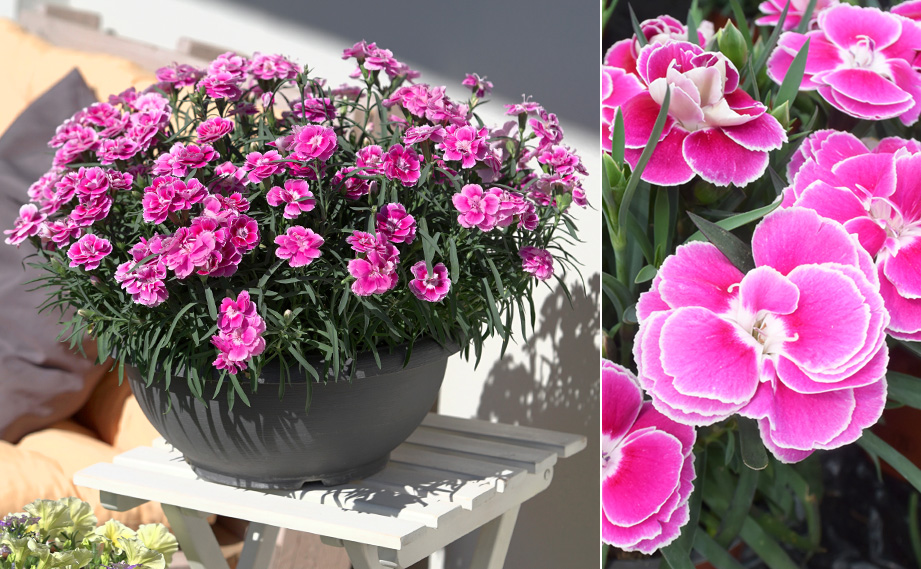 ダイアンサス　オーラ<