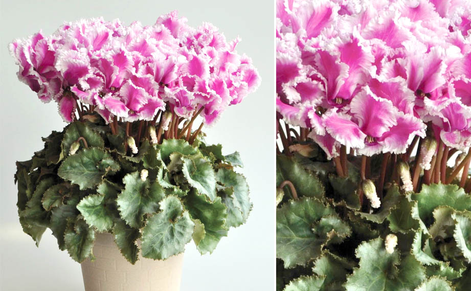 シクラメン　ロマネ パープル<