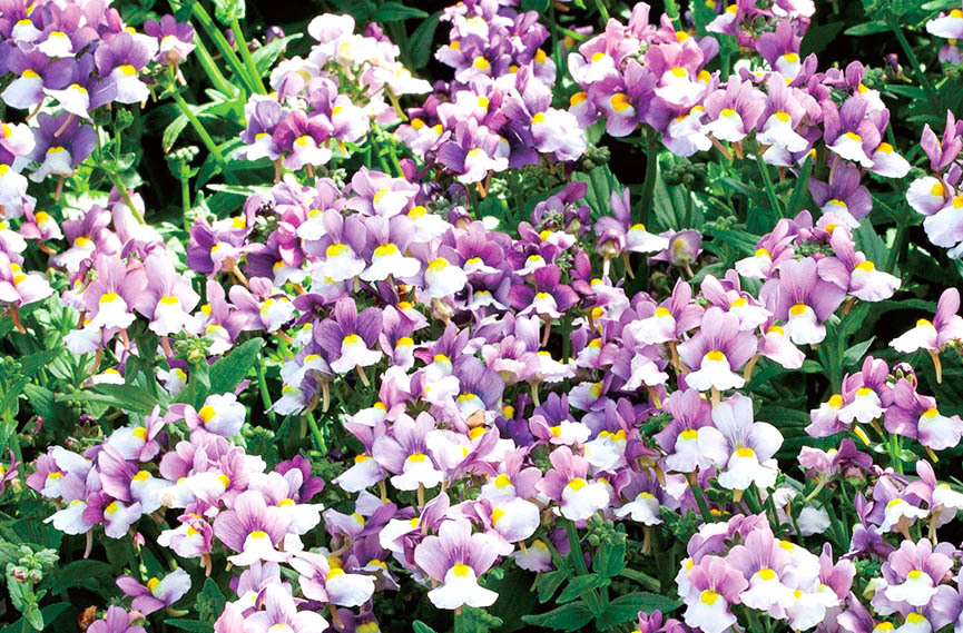 ネメシア　プリティープリーズ シリーズ<