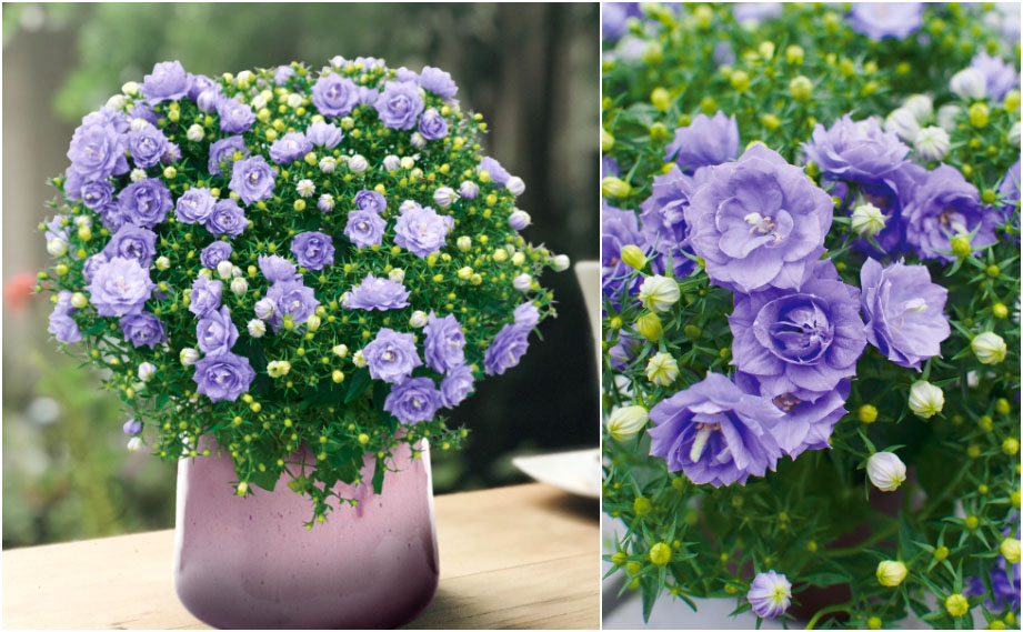 カンパニュラ　ブルーライクミー<