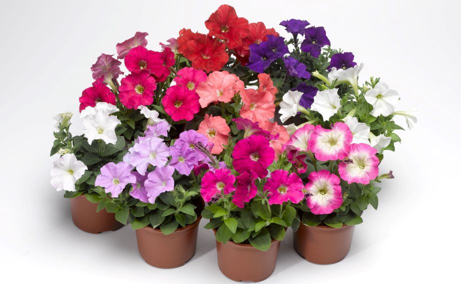 ペチュニア F1　ピコベラ シリーズ<