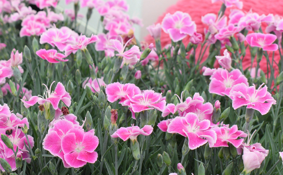 カーネーション　アルパイン イットガール　<