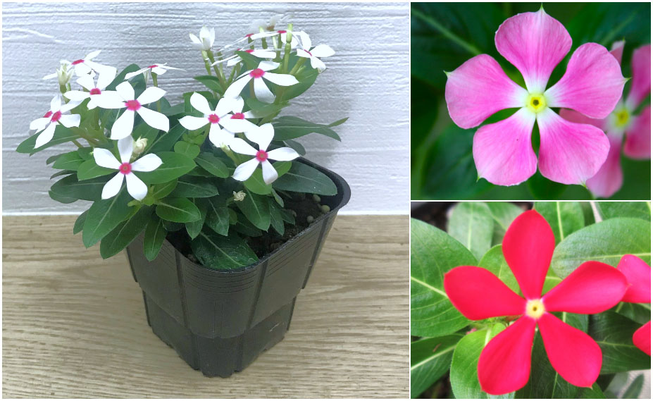 ビンカ　夏花火<