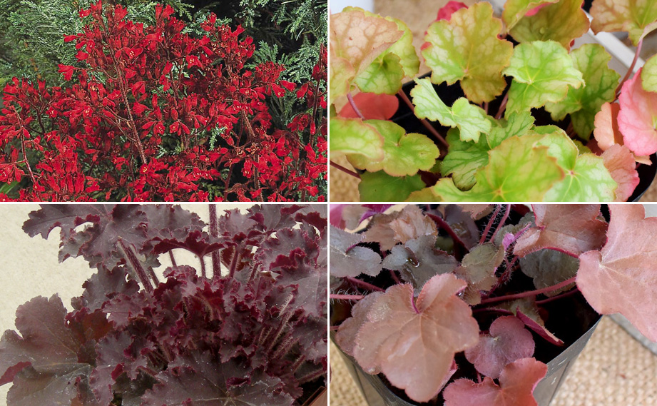 ヒューケラ　コレクション<