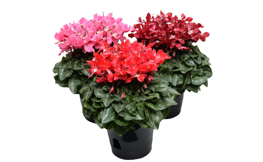 シクラメン F1　ジックス シリーズ<