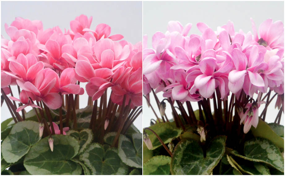 シクラメン　フェアリーピコ ミディダブル シリーズ<