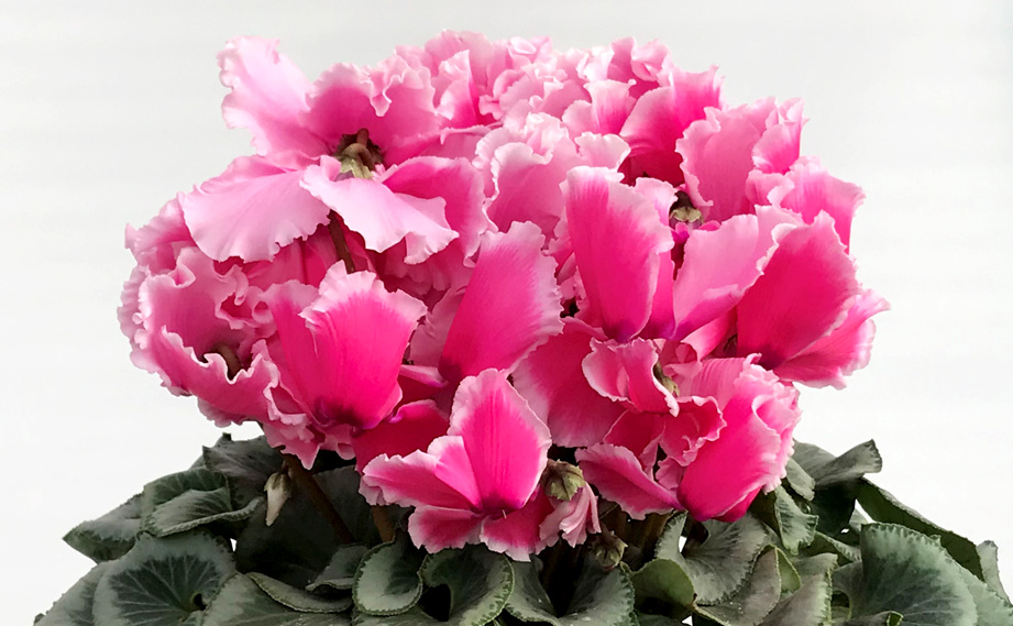 シクラメン 大栄　ボニート<