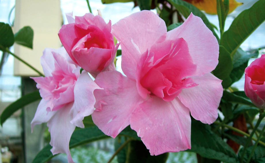 マンデビラ　パフェ シリーズ<