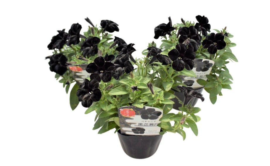 ペチュニア 万葉の美　黒之瀬戸<