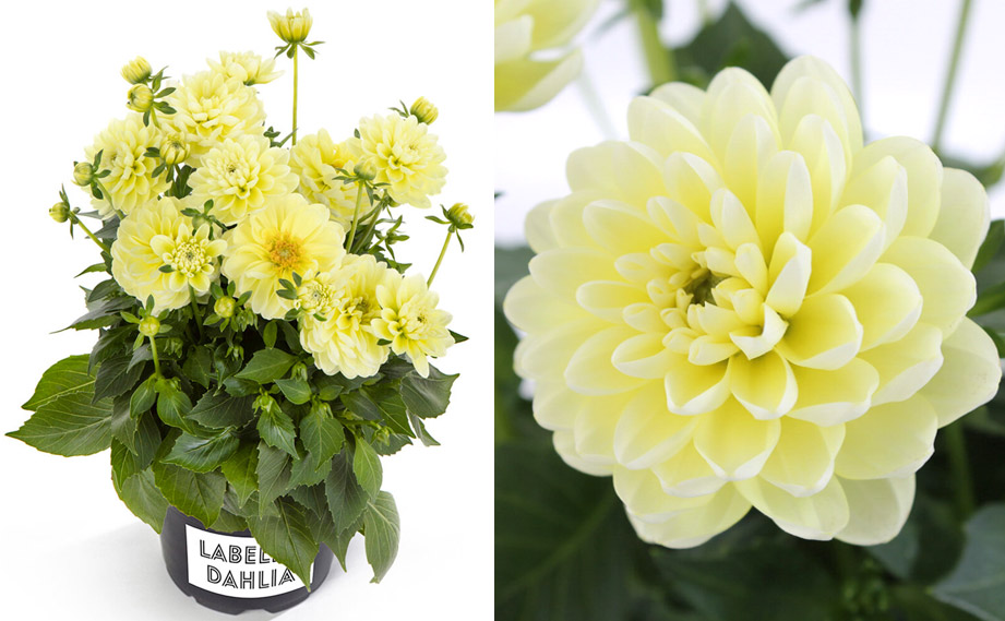 ダリア　ラベラ・ピッコロ<