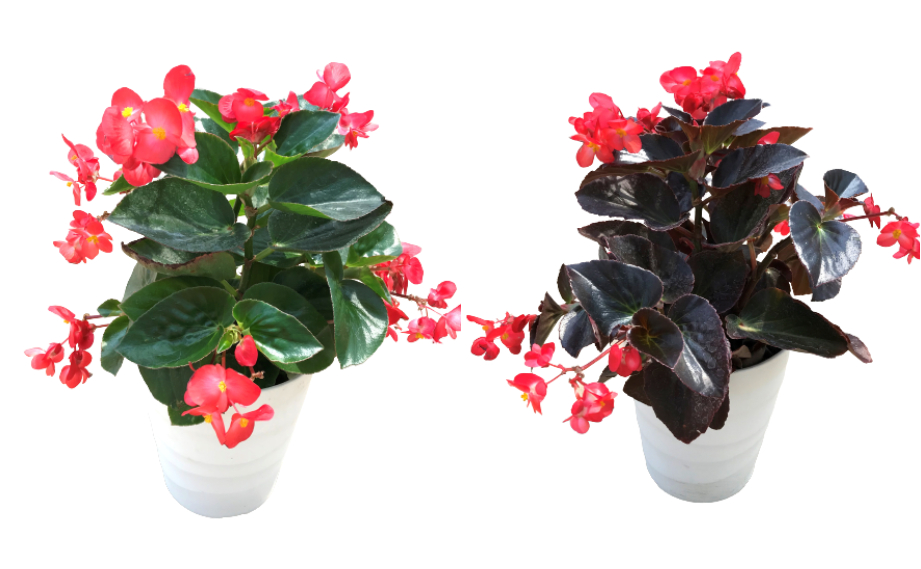 ベゴニア センパフローレンス F1　ビッグデラックス シリーズ<