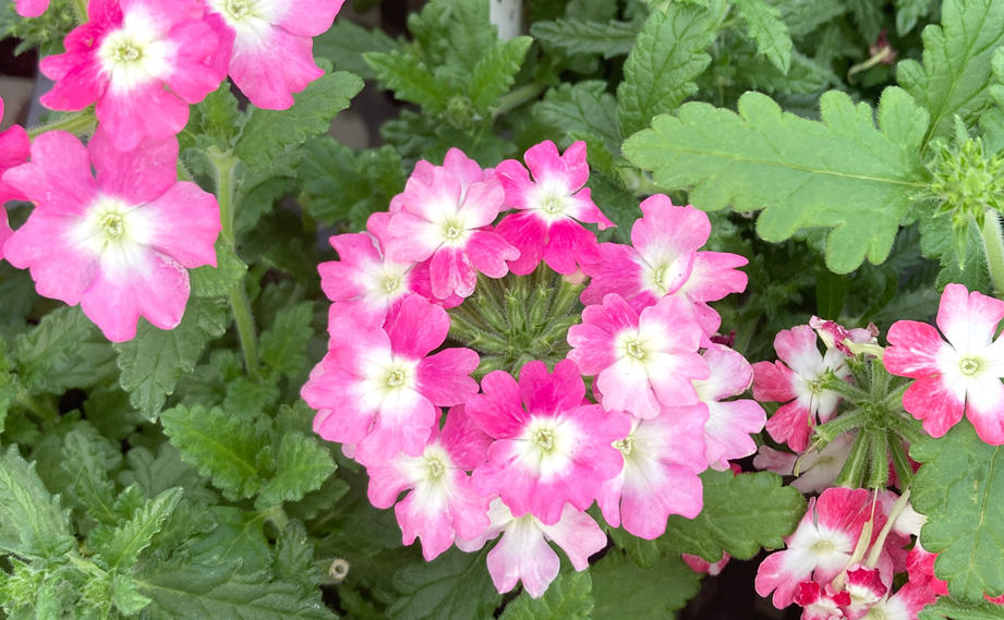 バーベナ　パティシエ<