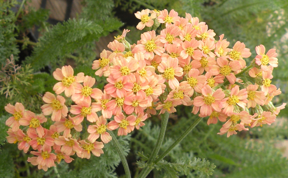 アキレア　パイナップルマンゴー<