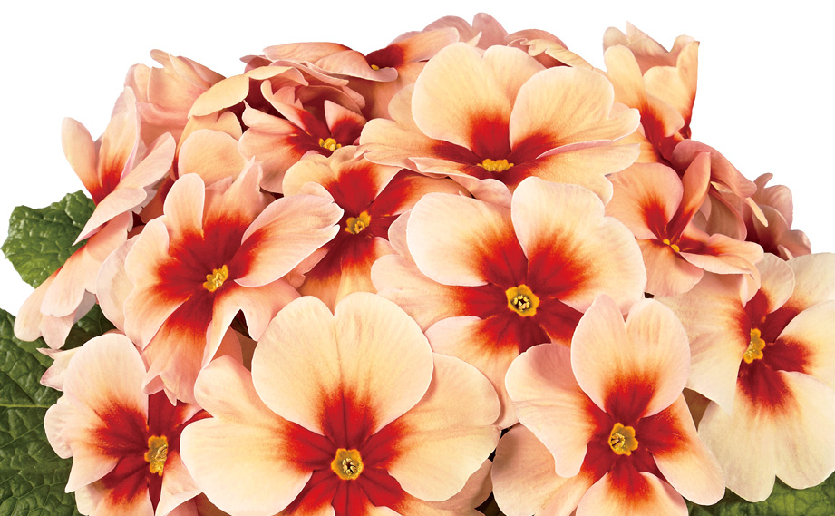 プリムラ アコーリス　ジュピター シリーズ<