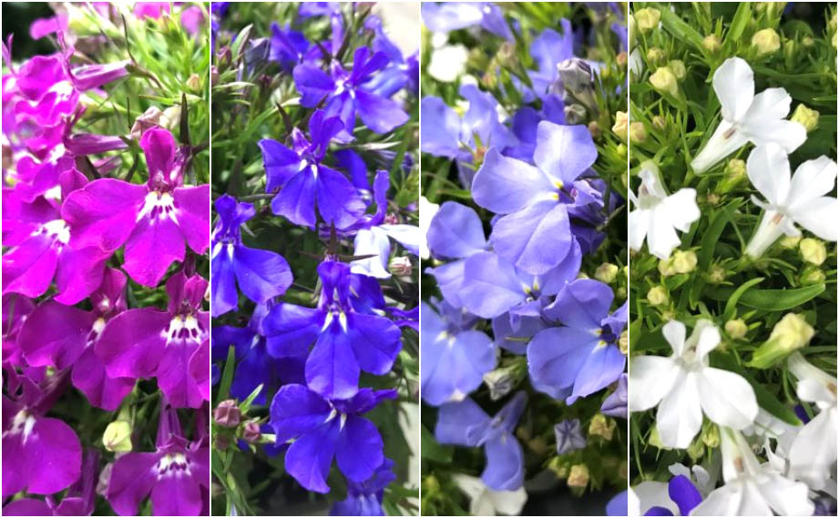 ロベリア エリヌス　リビエラ シリーズ<