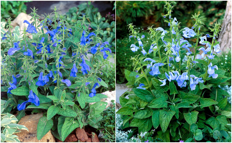 サルビア パテンス　パティオ<