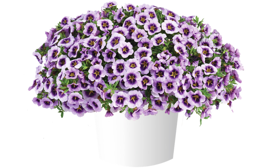 カリブラコア　リア<