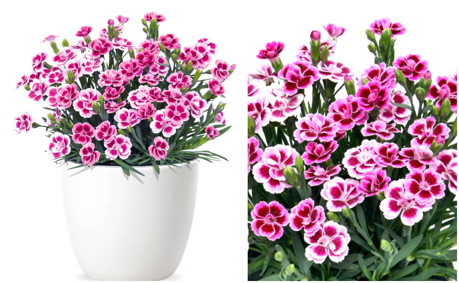 ダイアンサス　ピンクキッス<