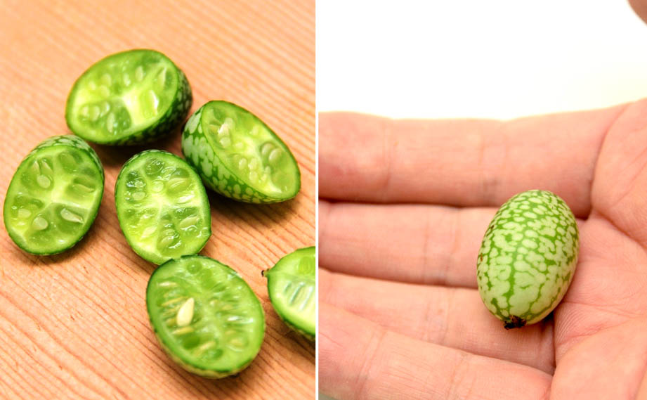 ククミス　マイクロキュウリ<