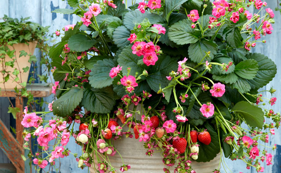 四季成りイチゴ F1　サマーブリーズ シリーズ<