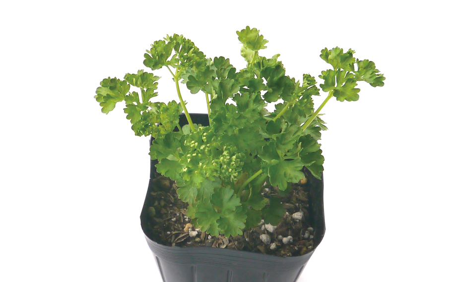 パセリ　パラマウント<