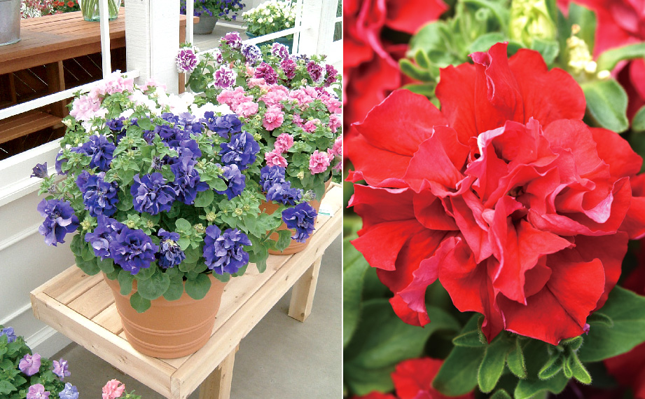 ペチュニア F1　ダブルキャスケード シリーズ<