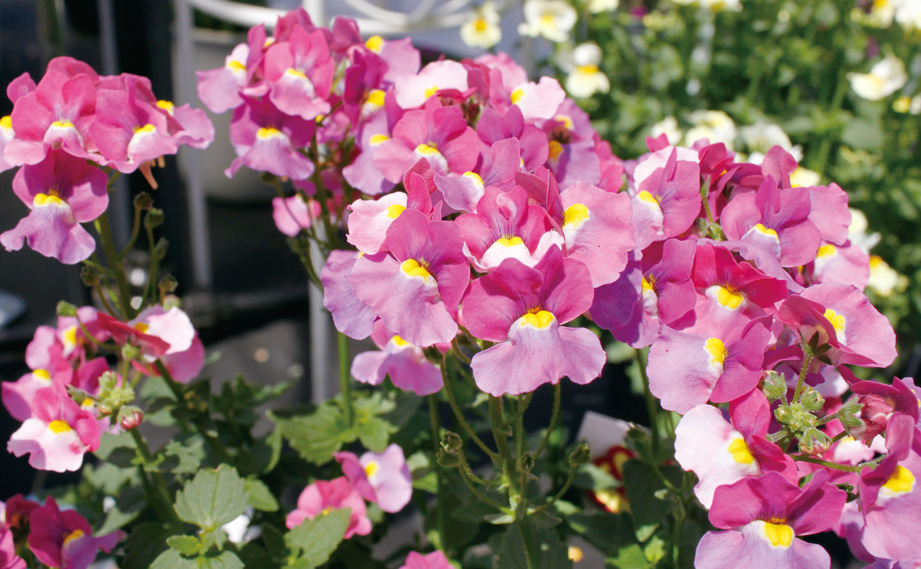 ネメシア　メロウ<