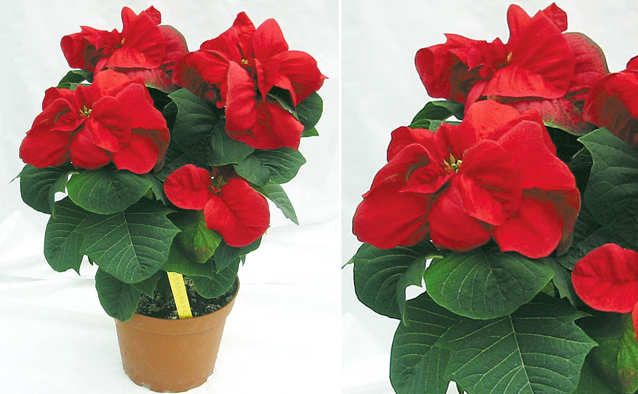 ポインセチア　ウィンターローズ アーリーレッド<