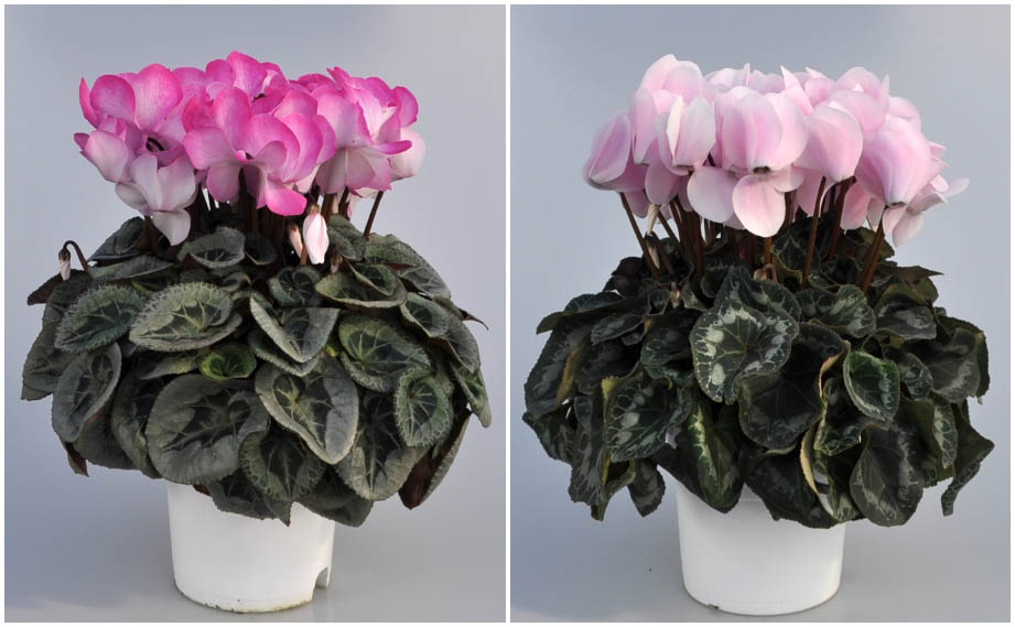 シクラメン　イッセイ パステル シリーズ<