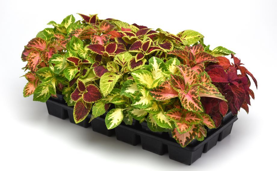 コリウス　ウィザード シリーズ<