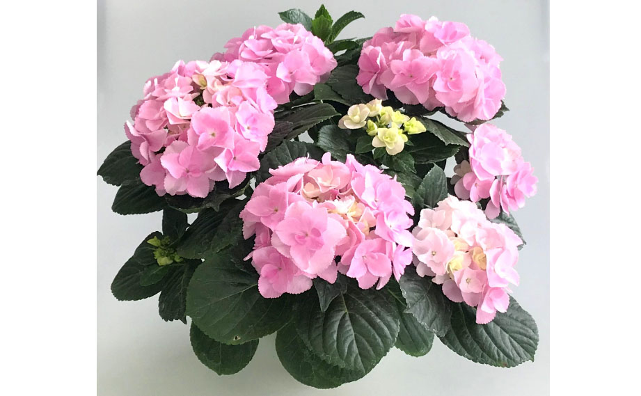 ハイドランジア　創作あじさい メルヴェイユ<