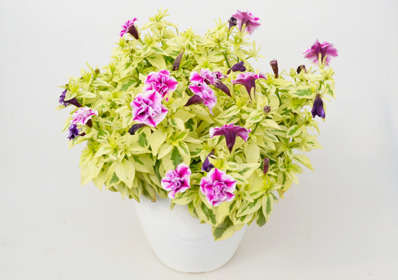 ペチュニア 万葉の美　白妙(しろたえ)<