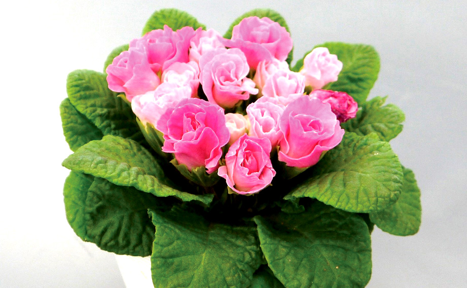 プリムラ ジュリアン　キャンディマジック シリーズ<