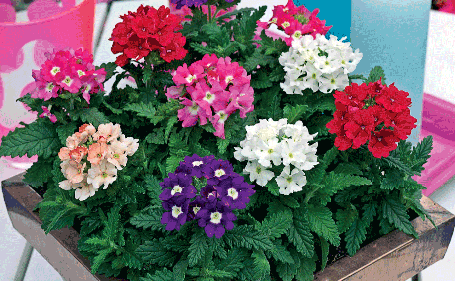 バーベナ　トスカーナ シリーズ<