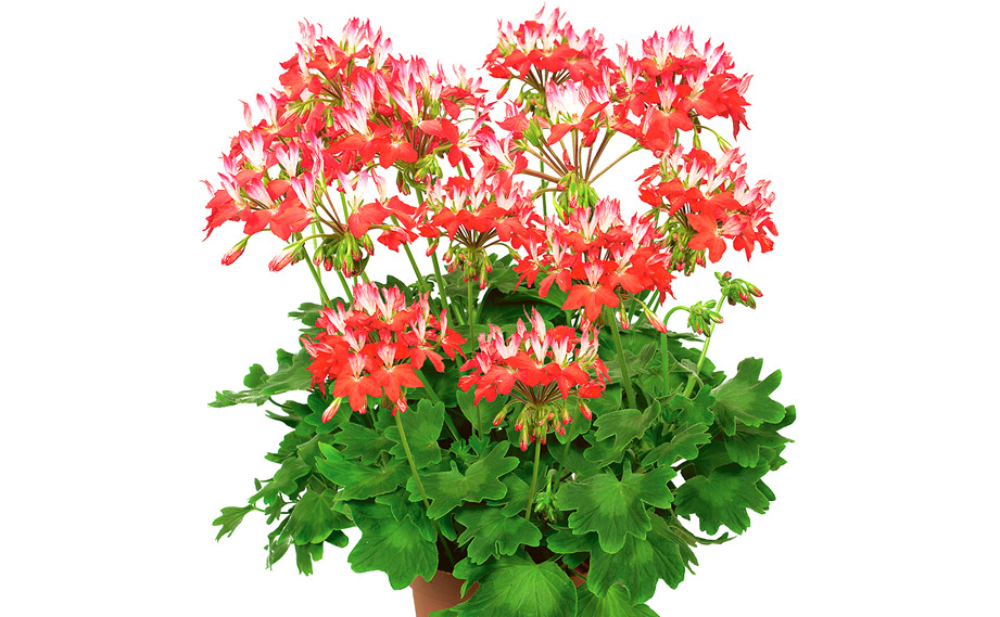 ゼラニウム　ファイヤーワークス<