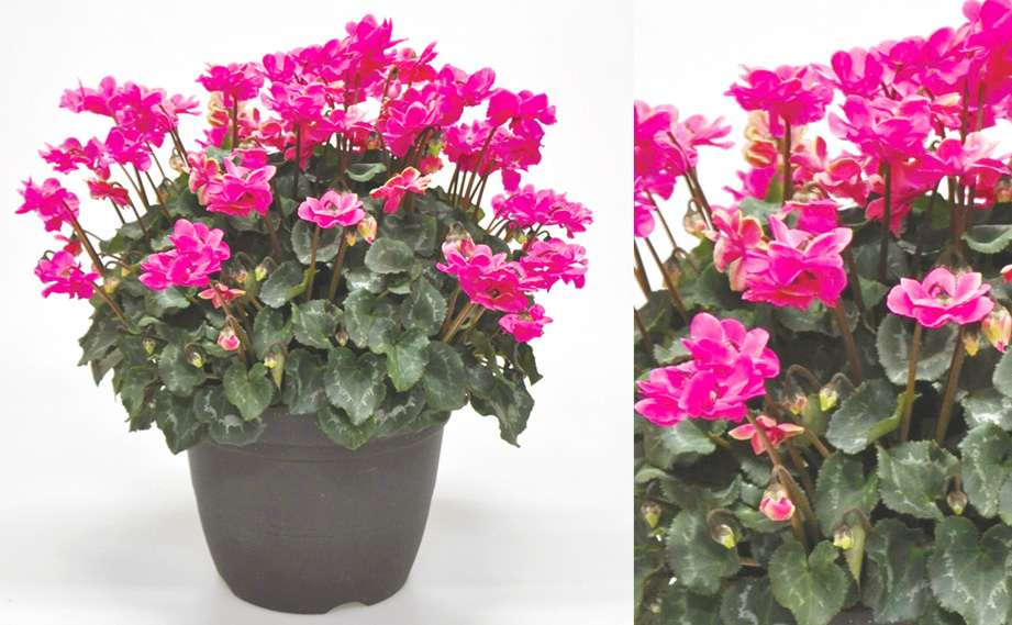 シクラメン　スクリュースター<