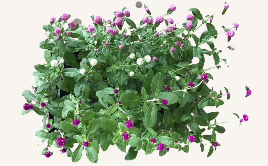 センニチコウ グロボーサ　ラスベガス シリーズ<