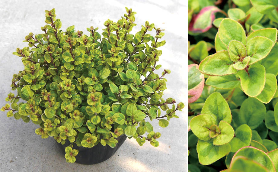 オレガノ(オレガナム)　マルゲリータ<