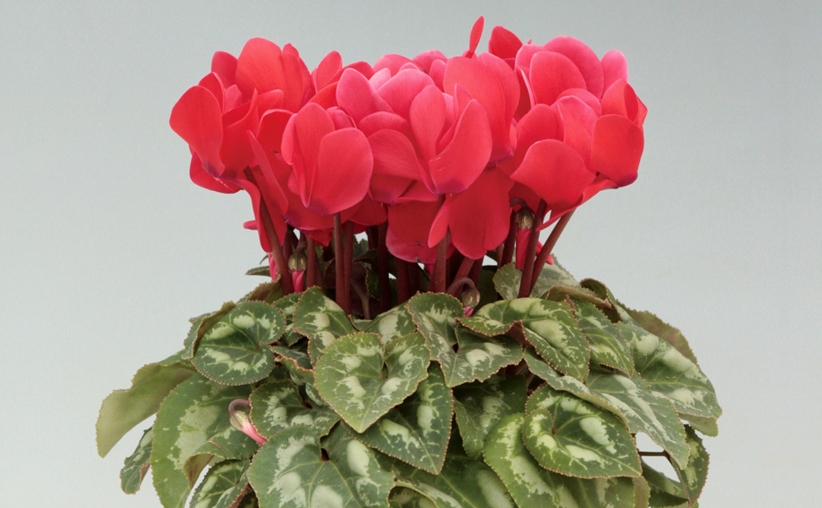 シクラメン F1　ハイライト シリーズ<