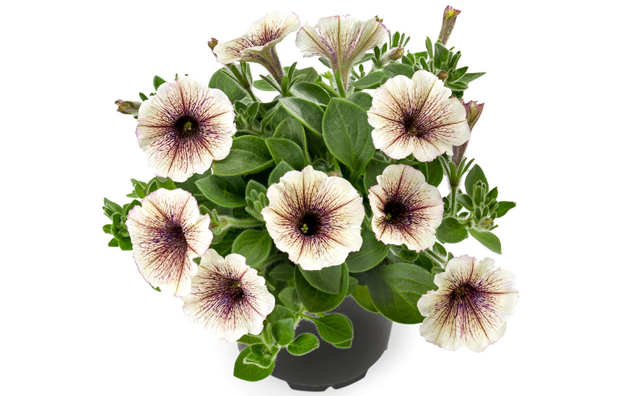 ペチュニア　ティー<