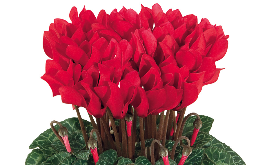 シクラメン F1　スマーティス シリーズ<