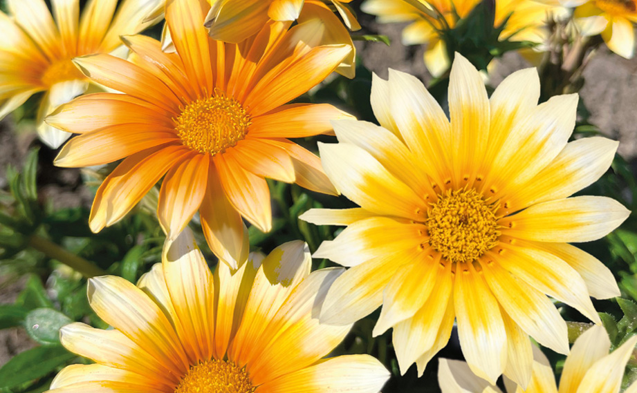 ガザニア F1　ザニー サニーサイドアップ<