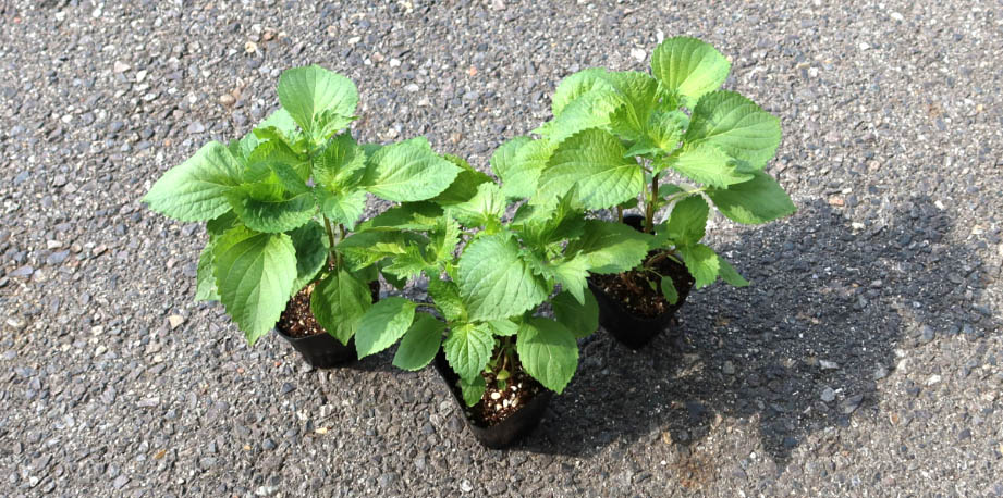 シソ　かおり青大葉 しそ<