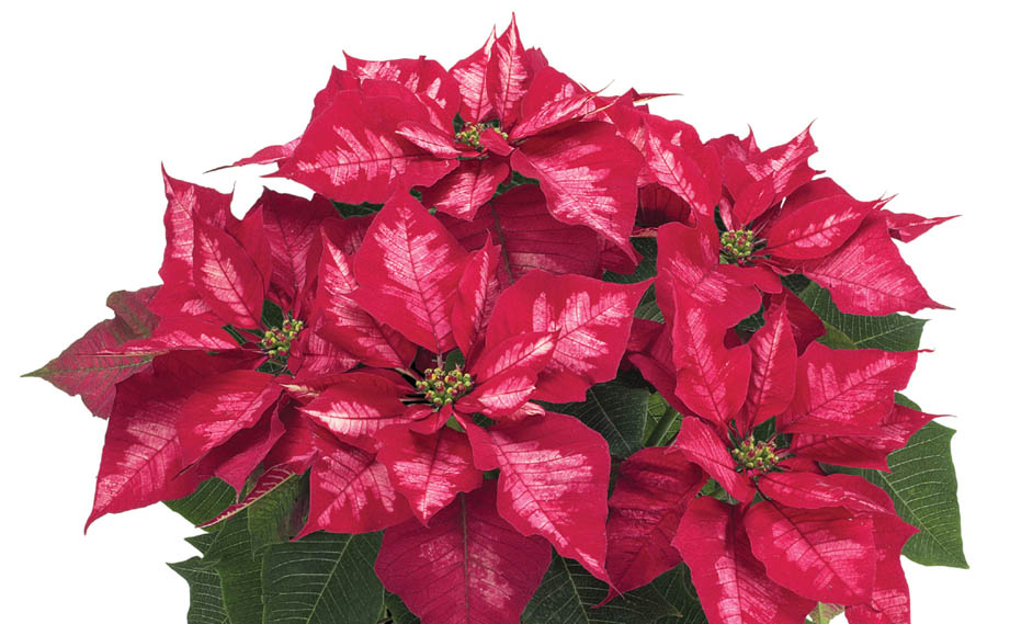 ポインセチア　アイスパンチ<