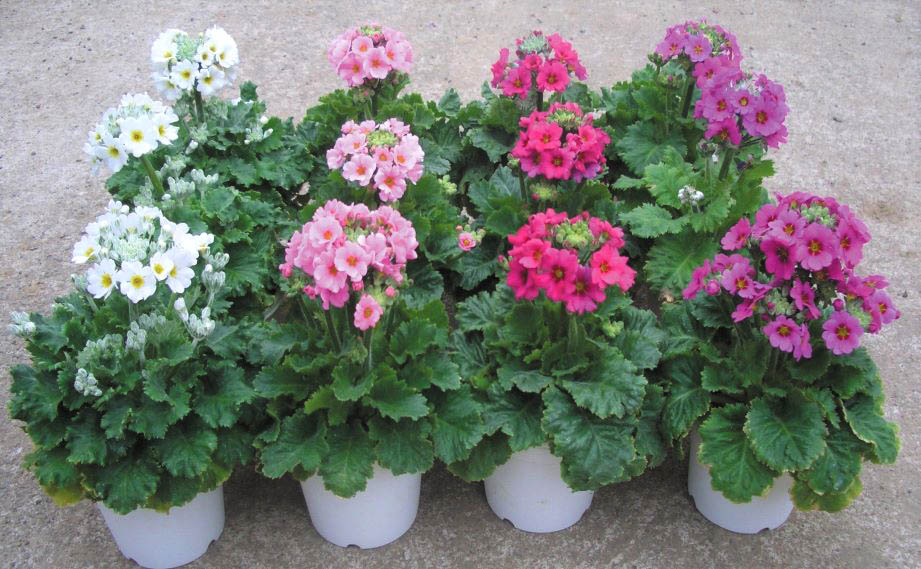 プリムラ マラコイデス　キューティー シリーズ