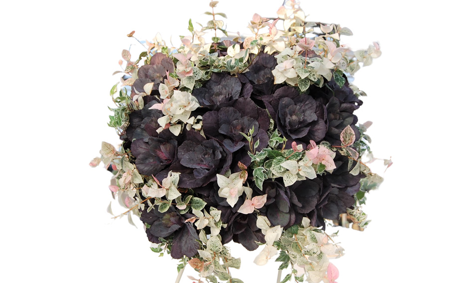 ハボタン　ベルサイユ・ブラックルシアン<