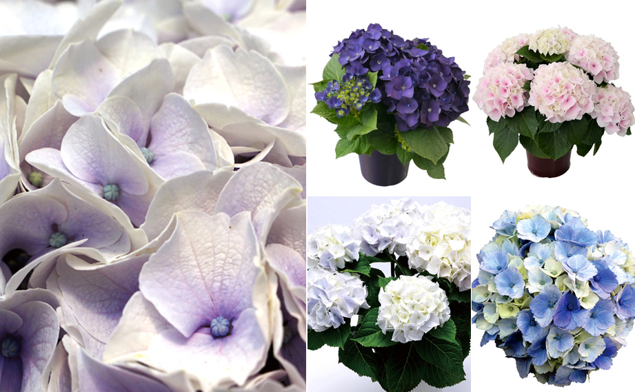 ハイドランジア　スクロール シリーズ<