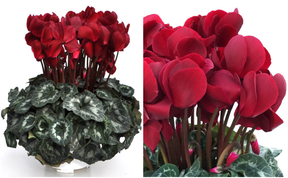 シクラメン　マカロンショコラ<